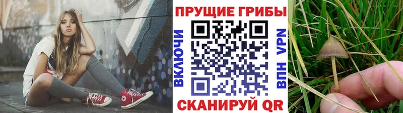 Галлюциногенные грибы Cubensis Купить закладки Бирюч